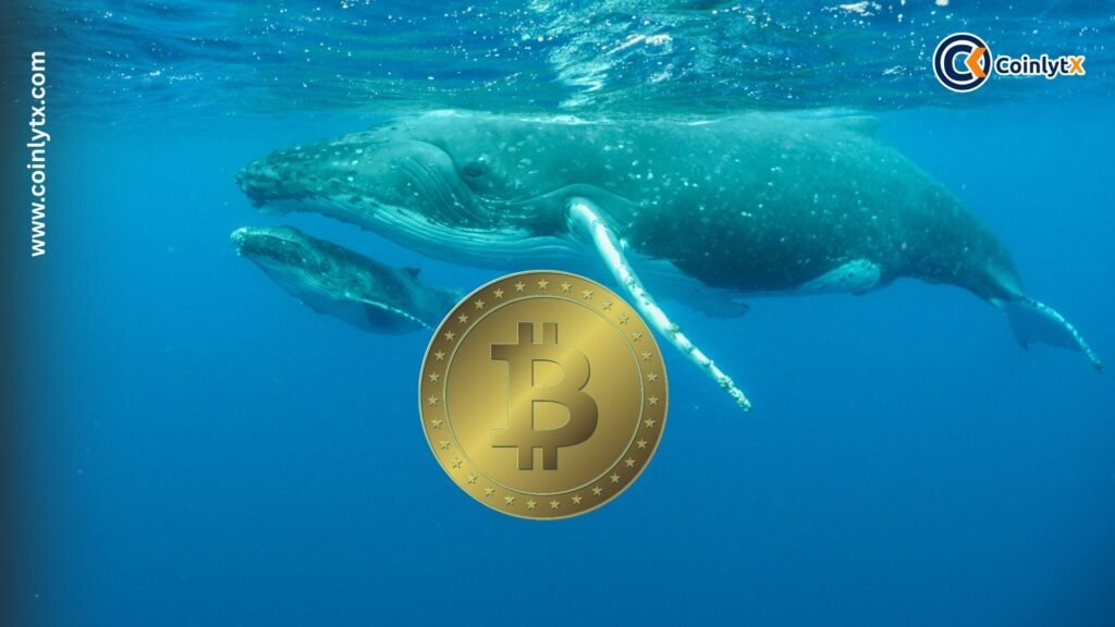 Bitcoin Whale Who Profited $197M From Crash Now Betting $226M on Decline